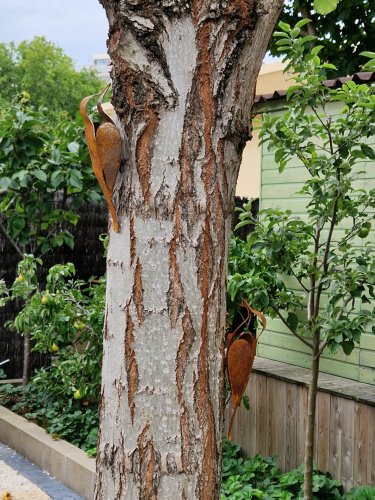 specht (zittend met vleugels)